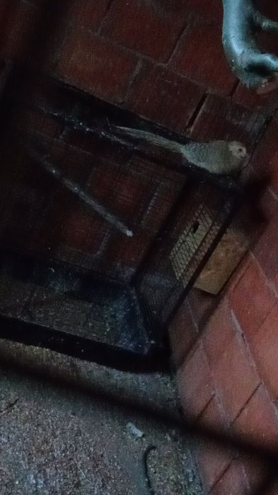 Vând turturele rozătoare fazani auriu pe roșu pe galben rate papagali