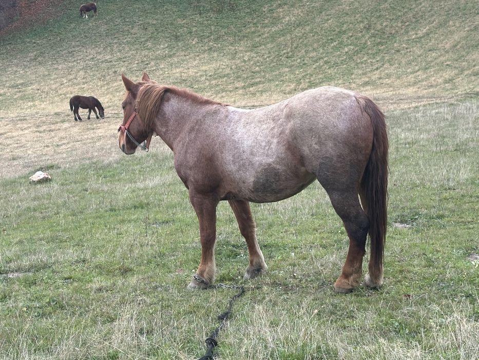 Vand iapa de 4 ani cu manz de 7 luni