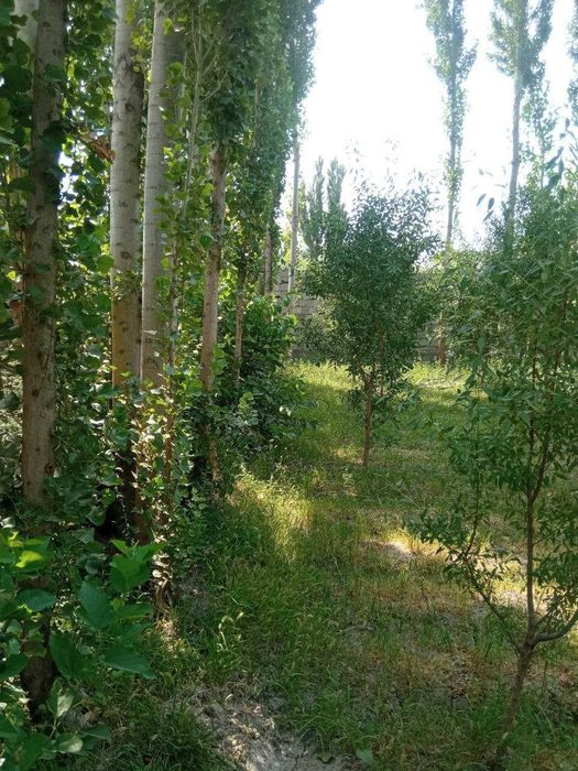 СРОЧНО Ҳовли жой сотилади