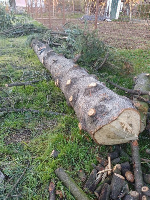 Борови трупи 3 броя - София