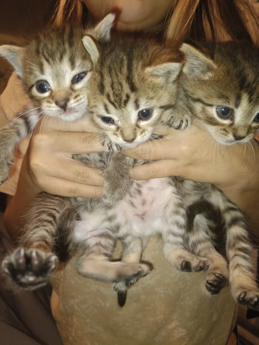 Отдам даром котят