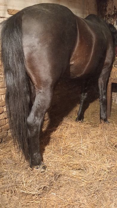 Vând armăsar de 6 ani