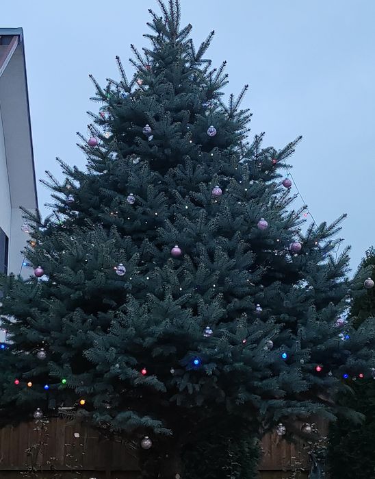 Brad argintiu coroana perfecta/simetrica cu radacina 5.5m sau taiat 4m