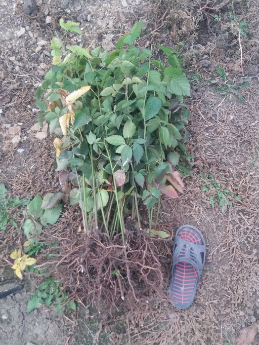 butasi mur timpuriu arapaho