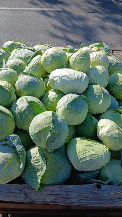 Vând varză de Buzău!