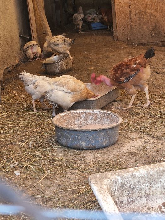 Rate de carne si ouă  de vânzare