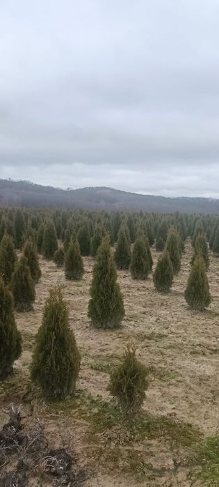 Brazi bogați ideali pentru multe ornamente