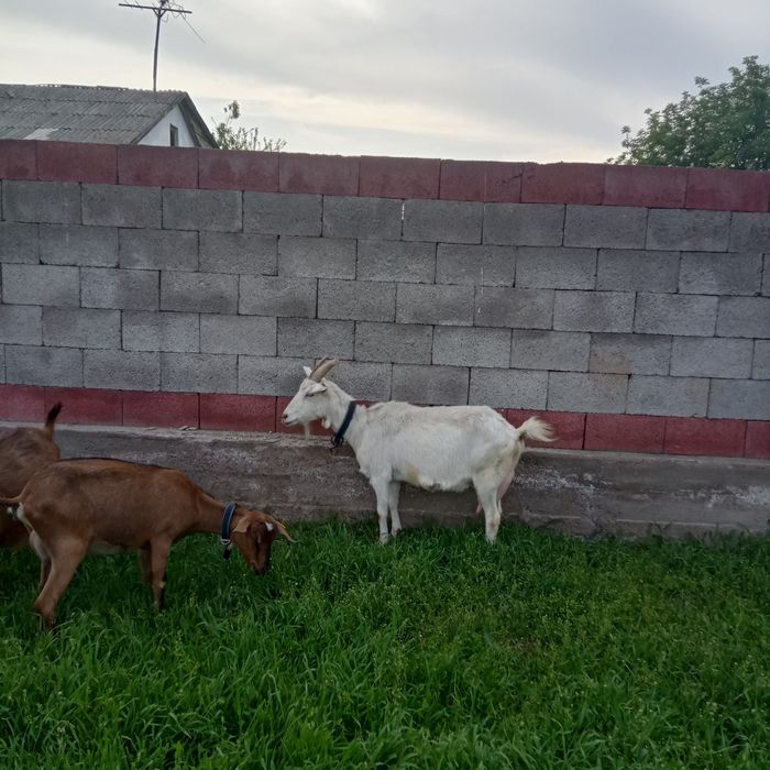 Продам  коз  зааненских