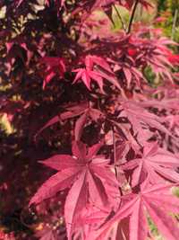 Artar japonez rosu (acer palmatum blood)