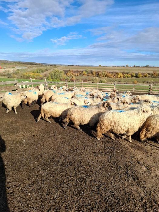 Vând oi țurcane bune