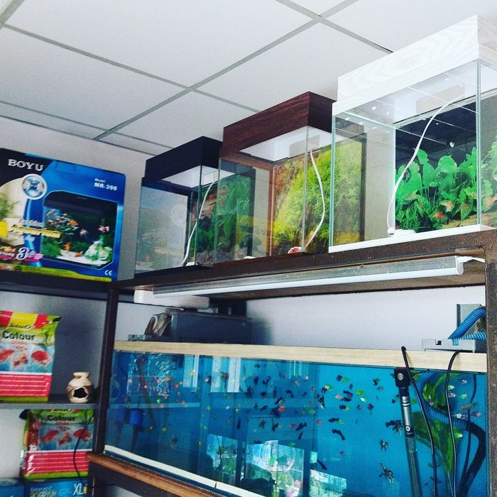 Аквариум. В Афалине.Навои Торайгырова