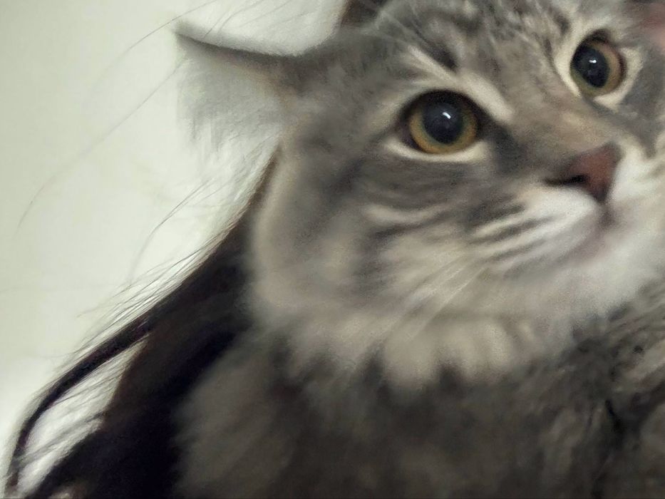 Зотдор мушу сотилади 1,5йош