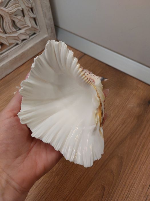 Scoici/ melci  de mare