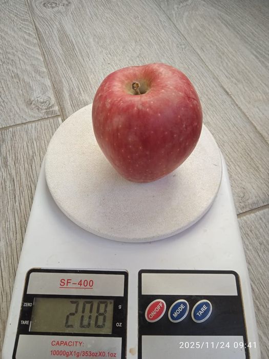 Яблоки Американка