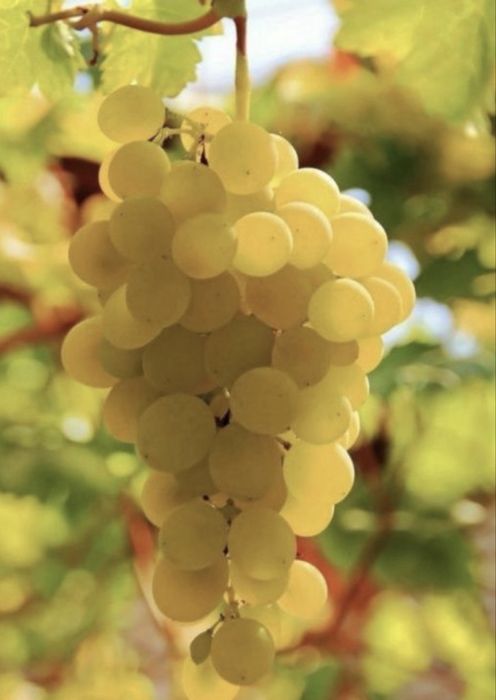 Vand struguri de vin productie 2025