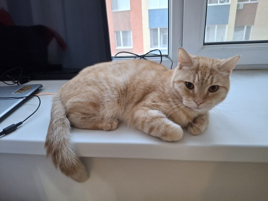 Кот, рыжий, красивый