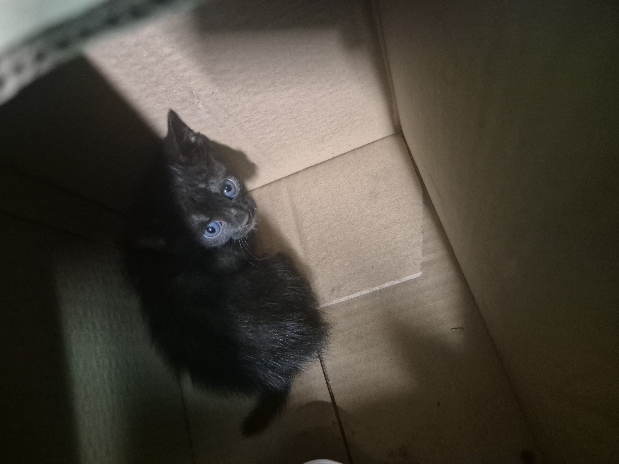 Котета търсят дом спешно