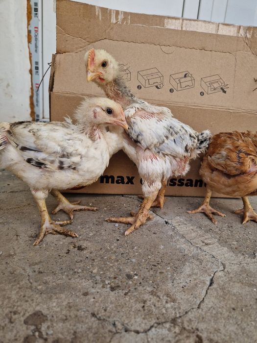 pui de vânzare-judetul Constanta