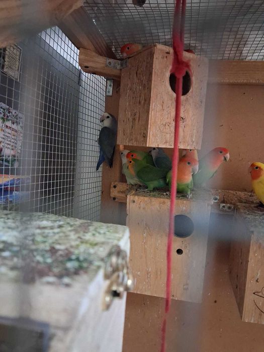Vand 22 papagali agapornis diferite culori ,voliera ,10 cuiburi