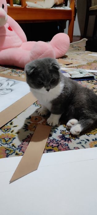 Котенок/ Mushukcha