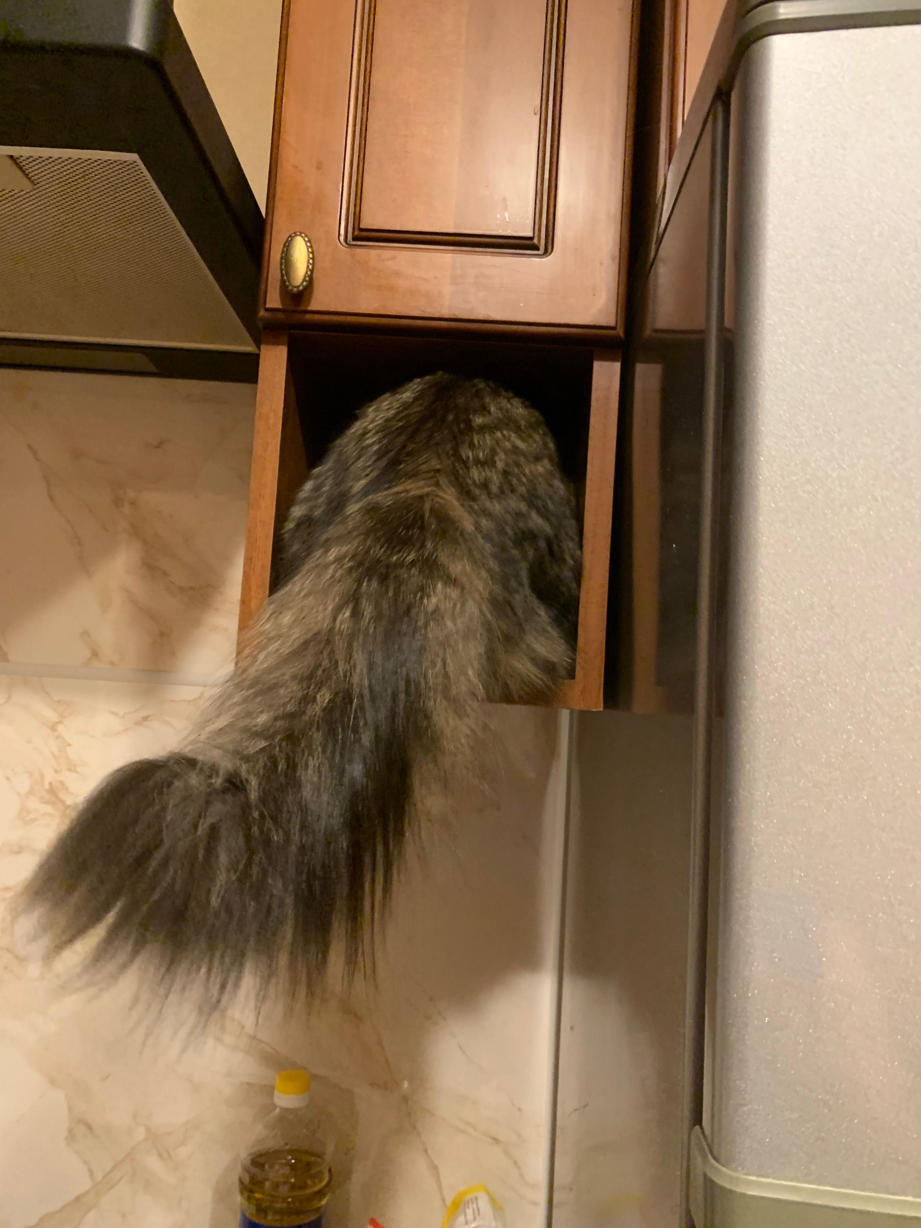Ищу свою кошку….