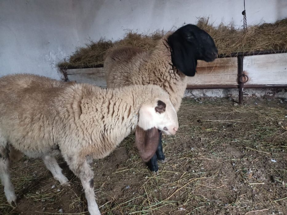 Vând sau schimb sârbesc