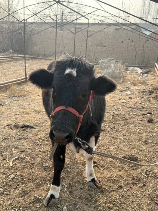 Ğunojin yovosh zŏr sigir bŏlad