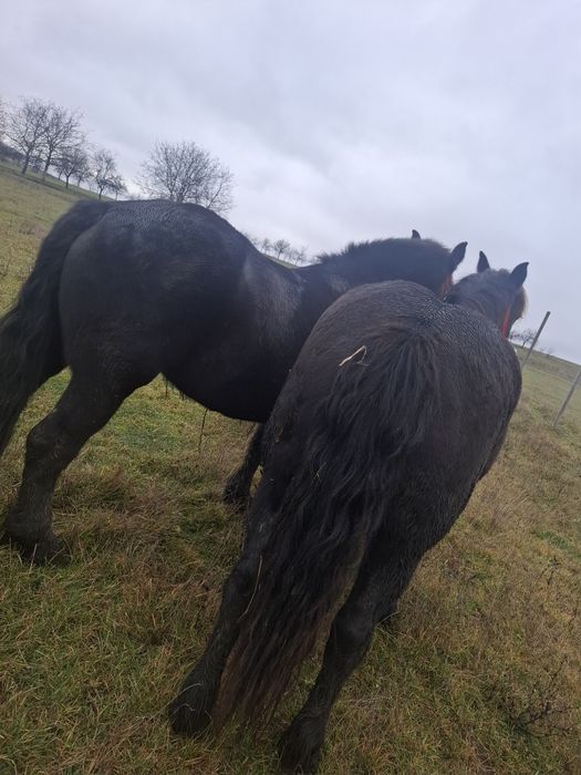 Vând două iepe negre!