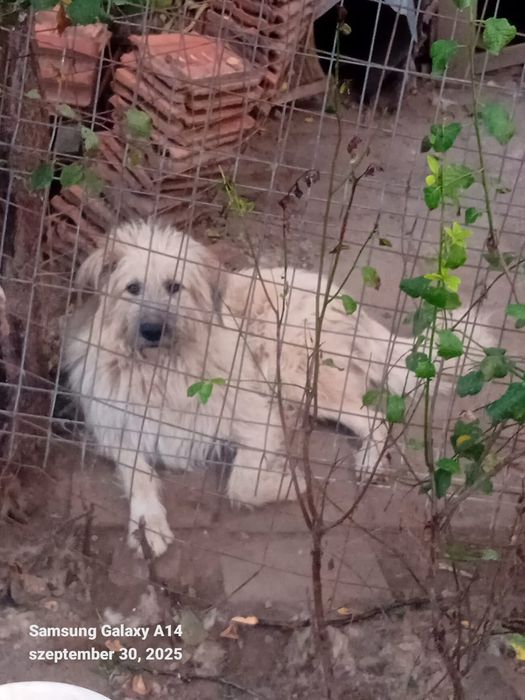 Donez o caine de paza