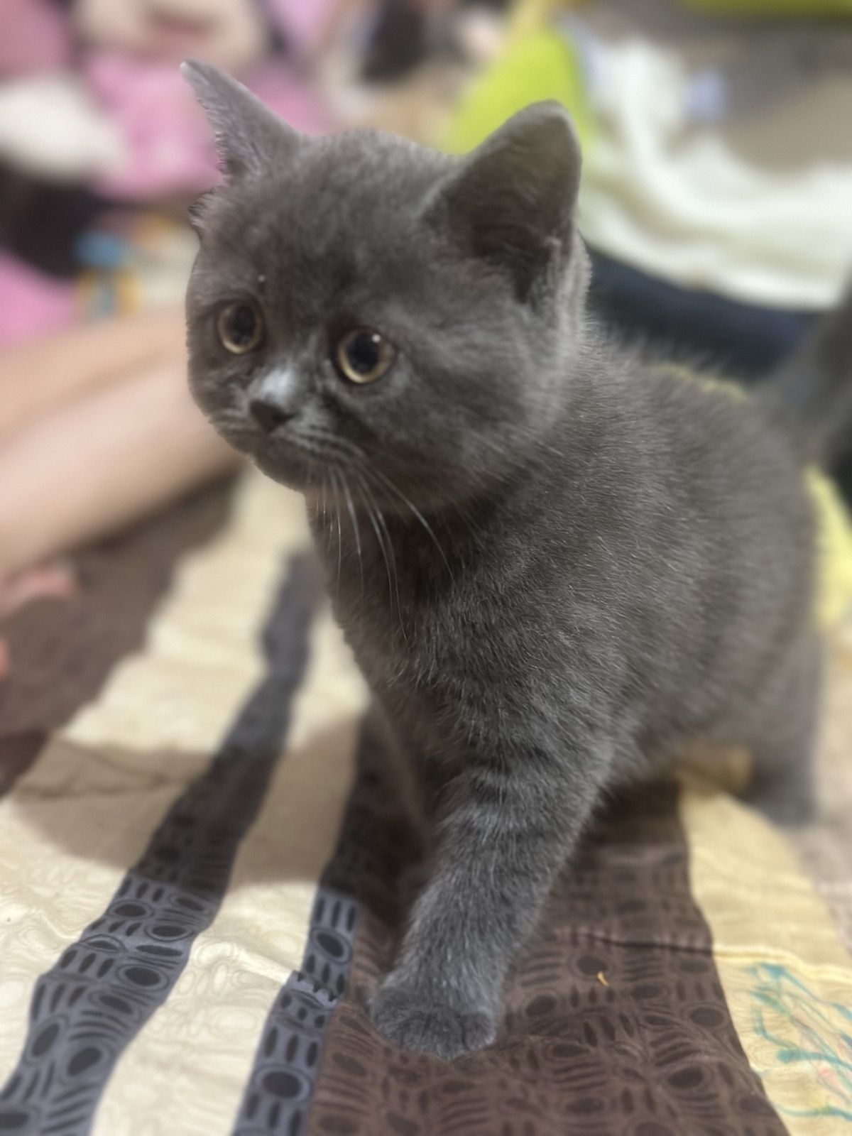 Британски котета