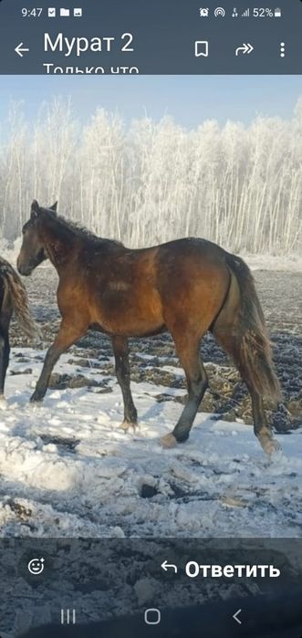 Продам тайчика, жеребец 1.7 месяцев