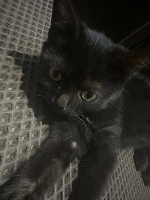 Отдам котенка в добрые руки. Мальчик