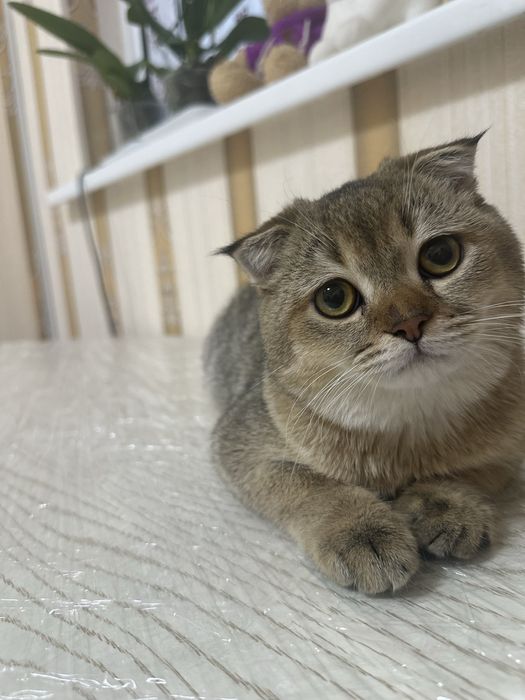 Вязка кота, золотой шиншилла