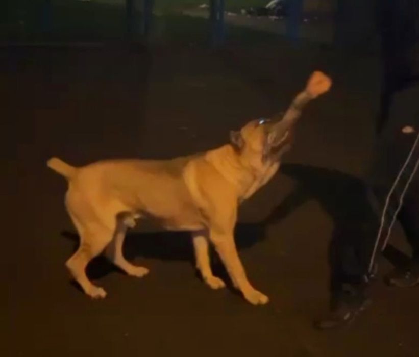 Mascul Cane Corso Formentino cu pedigree FCI, 1 an, dresat