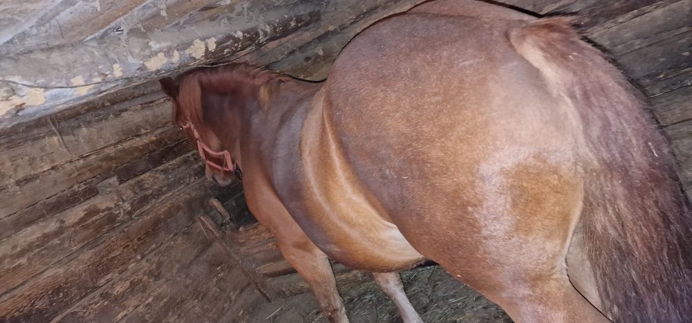 Vand doi manji de 3 si 4 ani