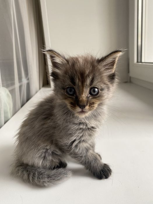 Котята мейн куна