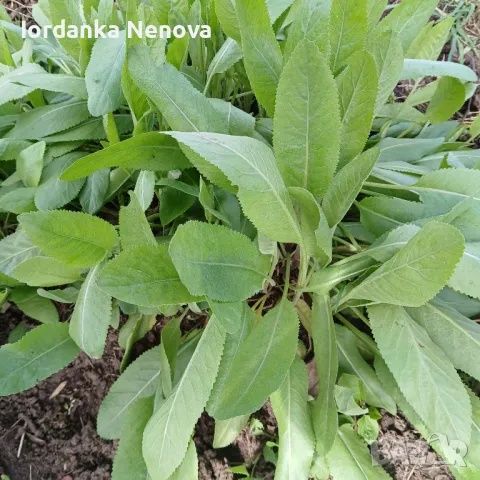 Калоферче (Балсамна вратига)