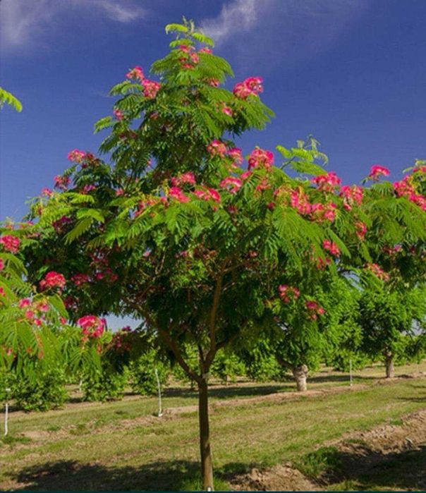 Албиция (Albizia)