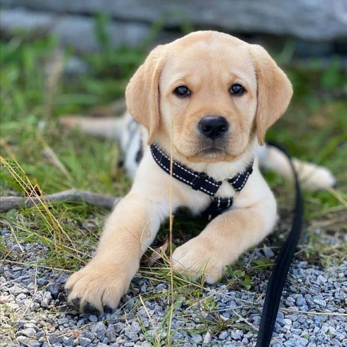 Labrador retriever femela cu pedigree tip A