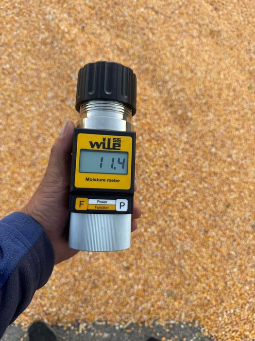 Кукуруза в зернах