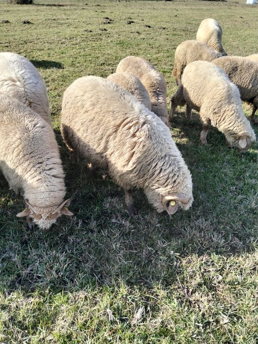 Cârlani de vânzare.