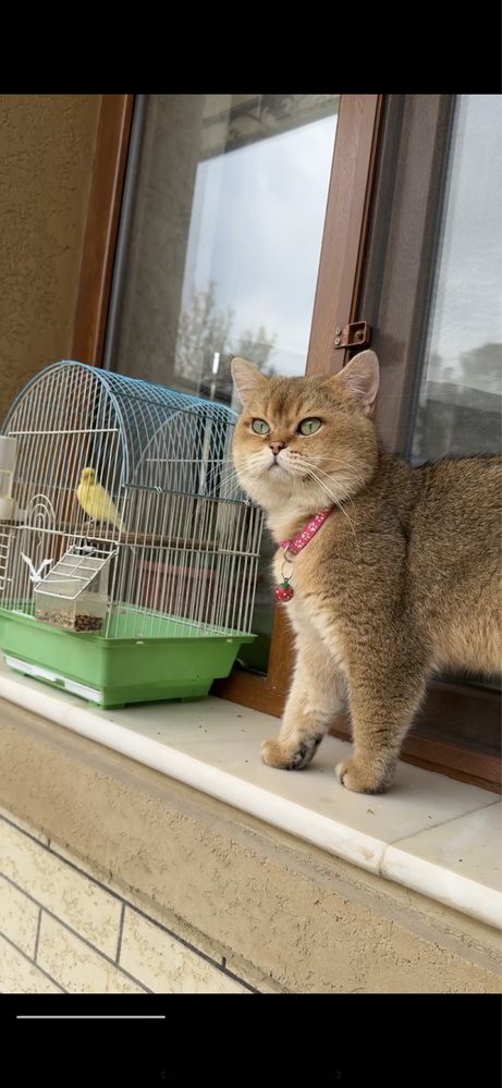 Sotilmidi !!! Вязка британский кот