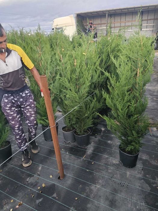 Transport Național și Plantare | Tuia, Tei, Frasini Ornamentali