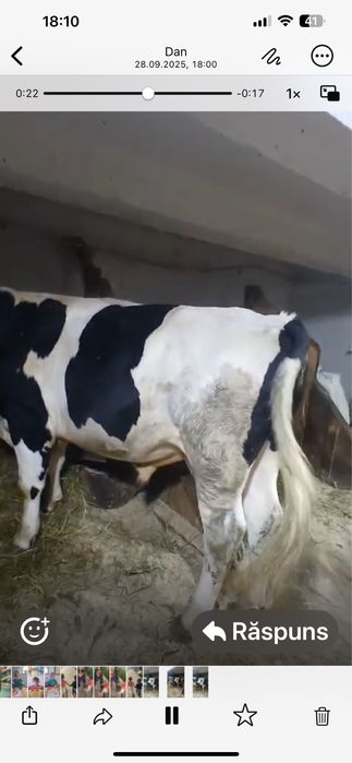 Vand taur holstein