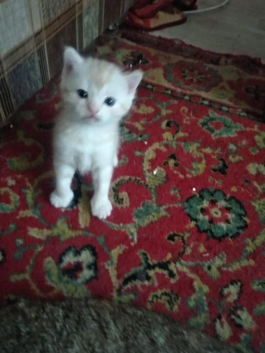 Отдам милого котёнка  бесплатно.Мальчик.