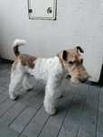 Fox terrier sârmos