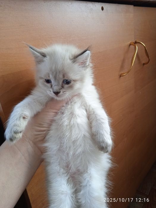 Отдам котят в хорошие руки