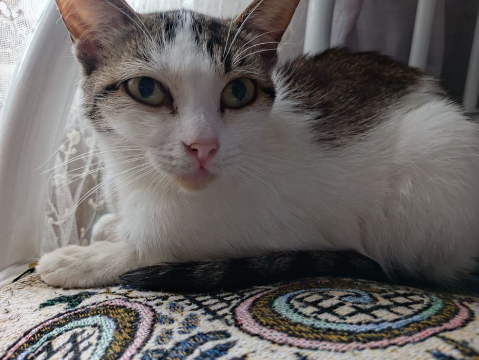 Отдам кошку мышеловку