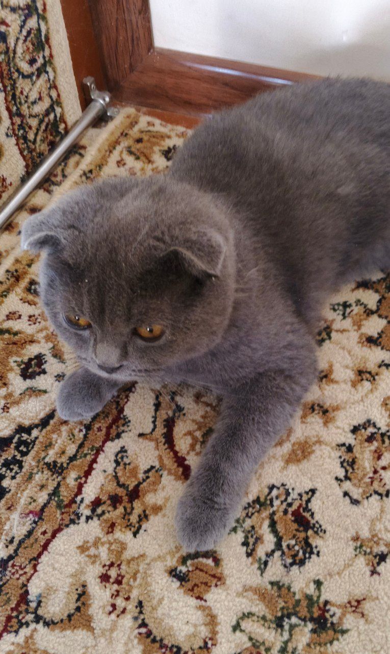 Продаётся кошка Скоттиш Фолд