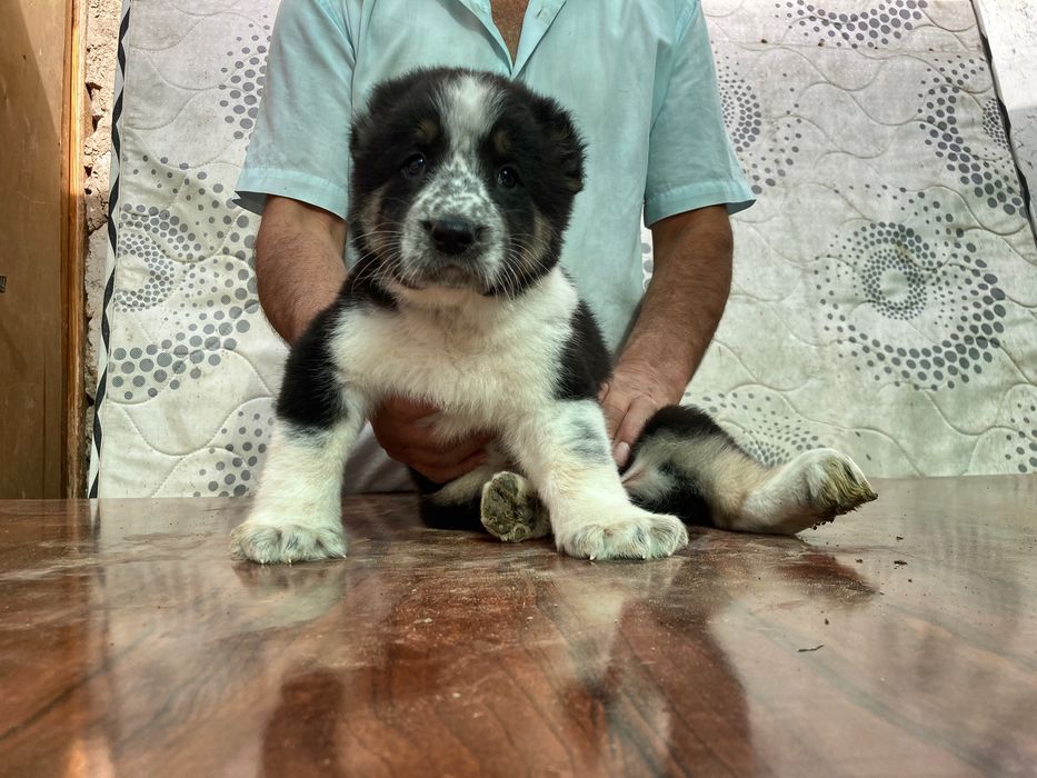 Щенок кафказского Алабая ( Супер Гигант )